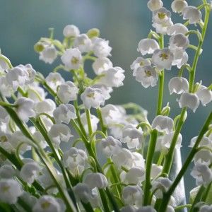 Meet your Posher, Paul